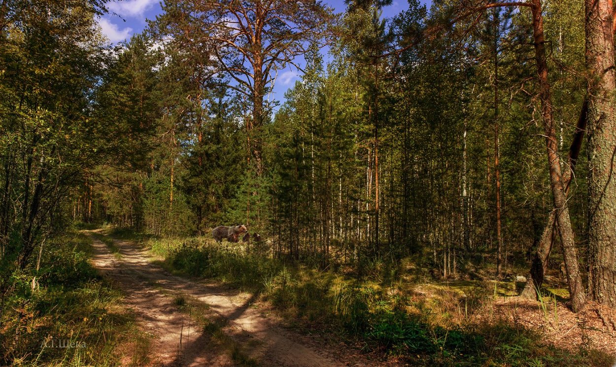 Усть Илимск Сосновый лес