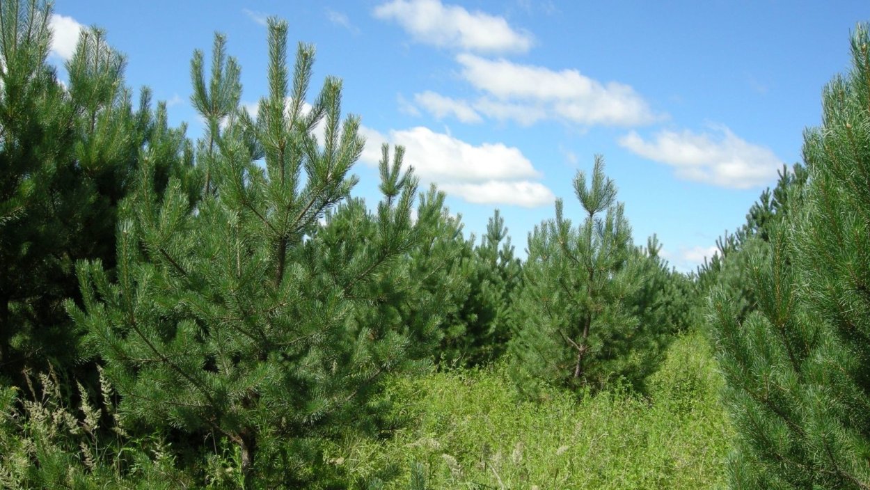 Тигода коттеджный поселок