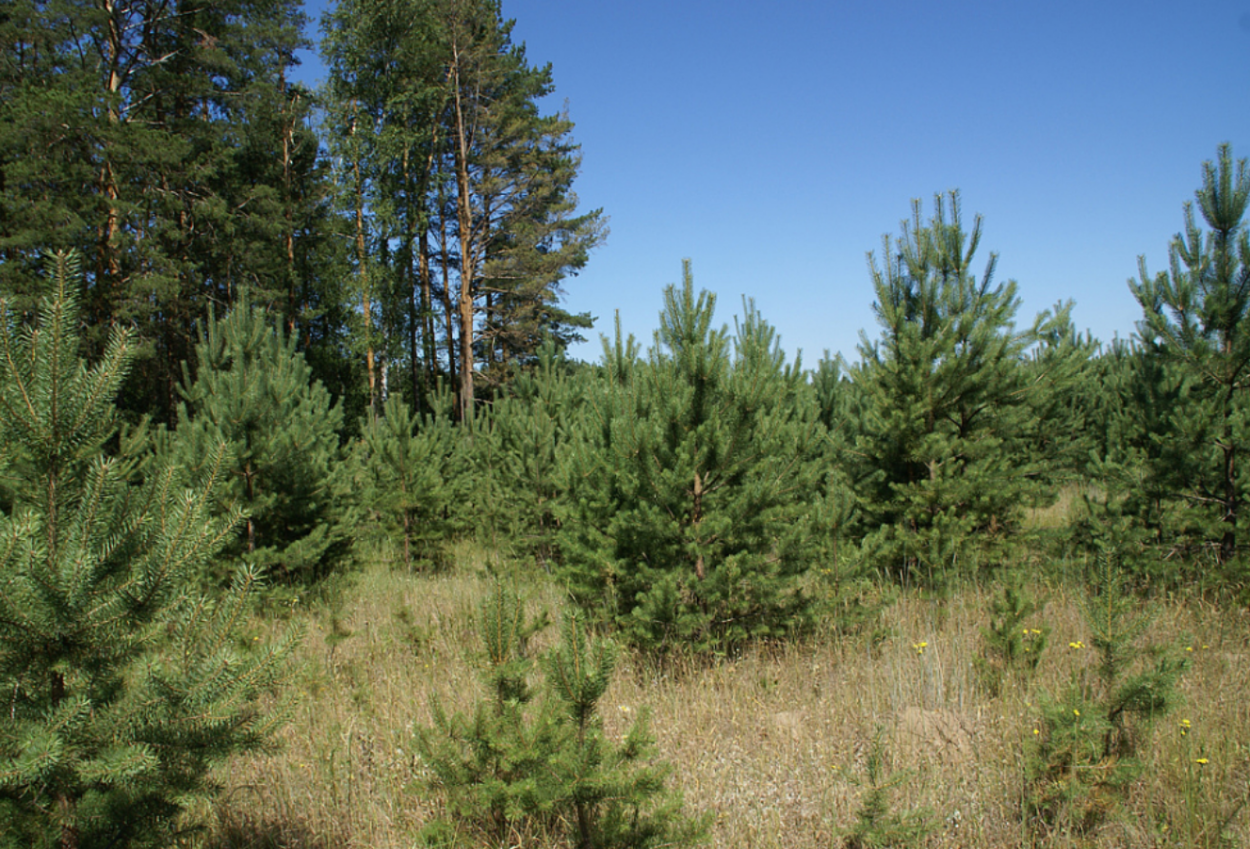 Маленькая сосна в лесу