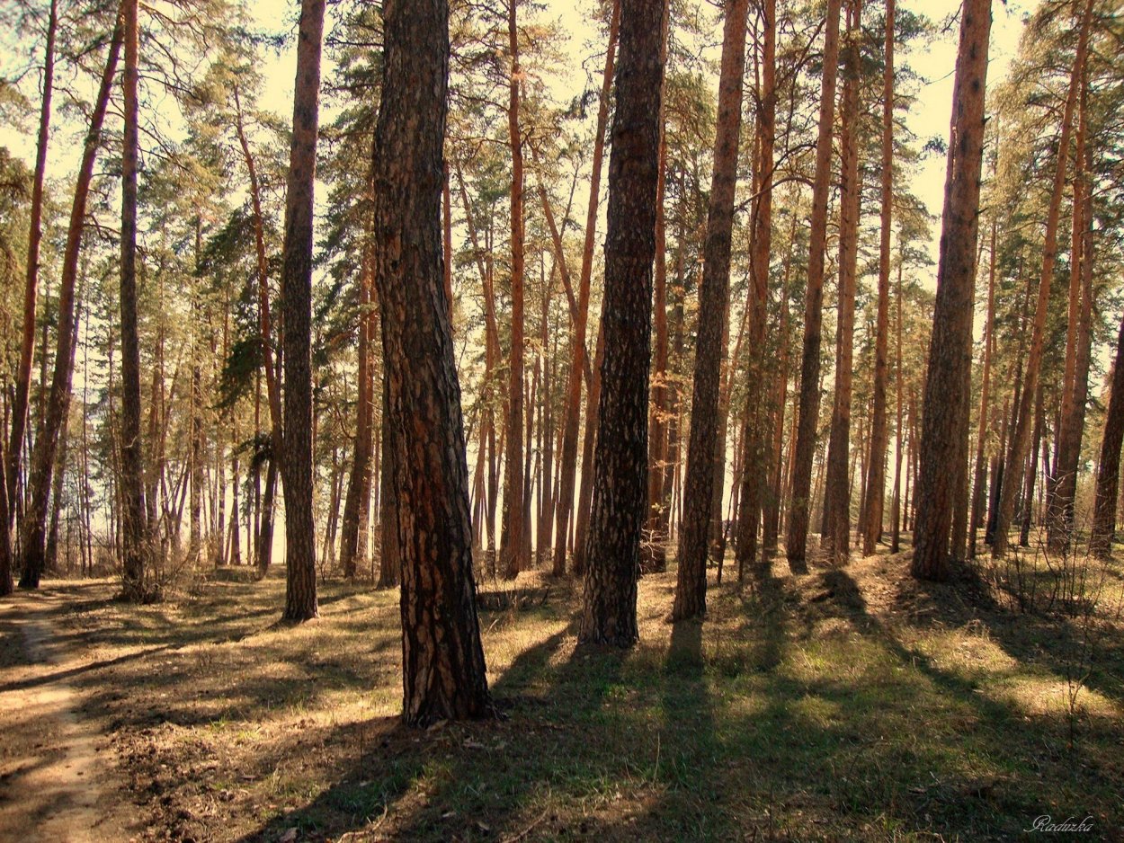 Сосновый Бор лес Волгоград