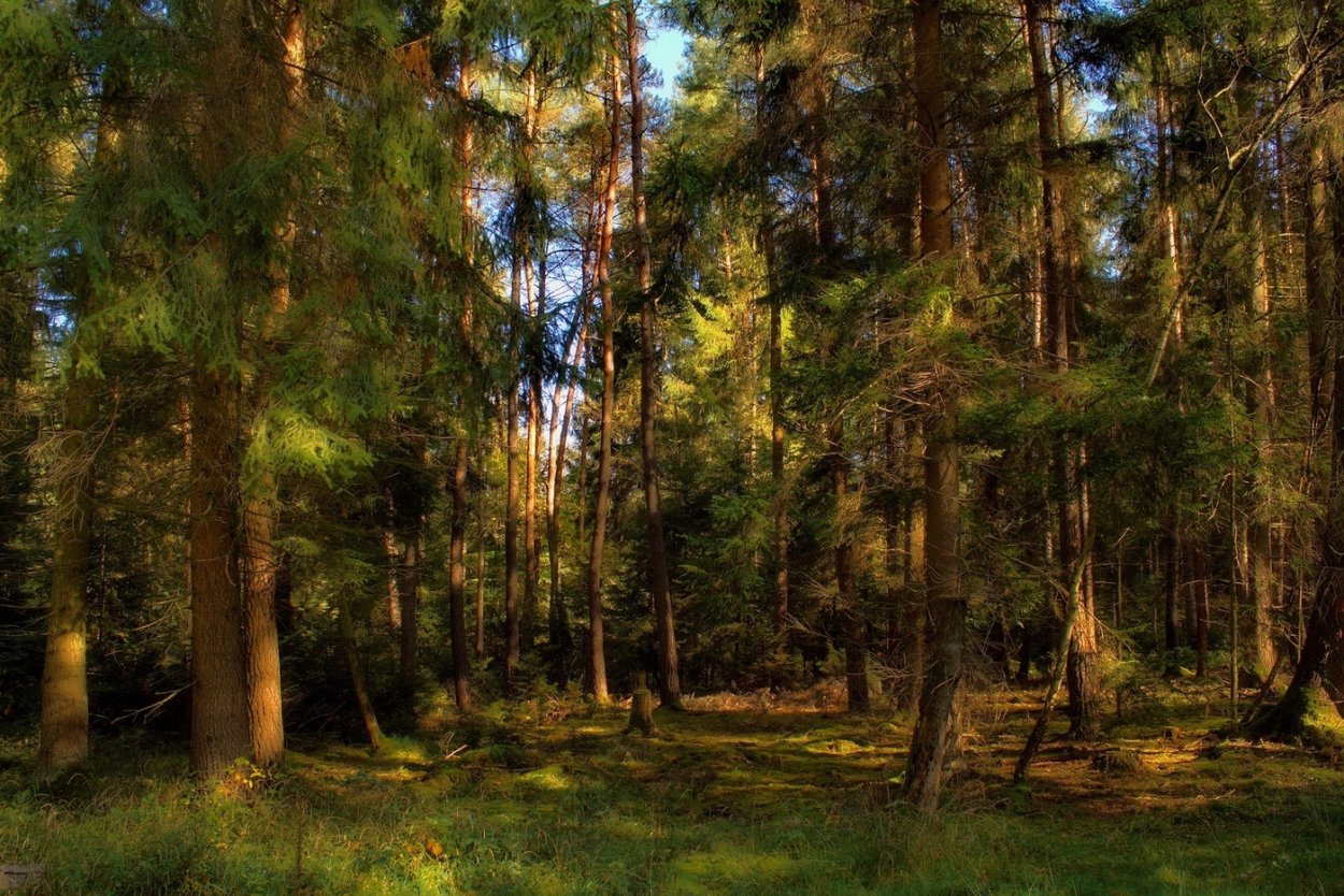 Елово Сосновый лес