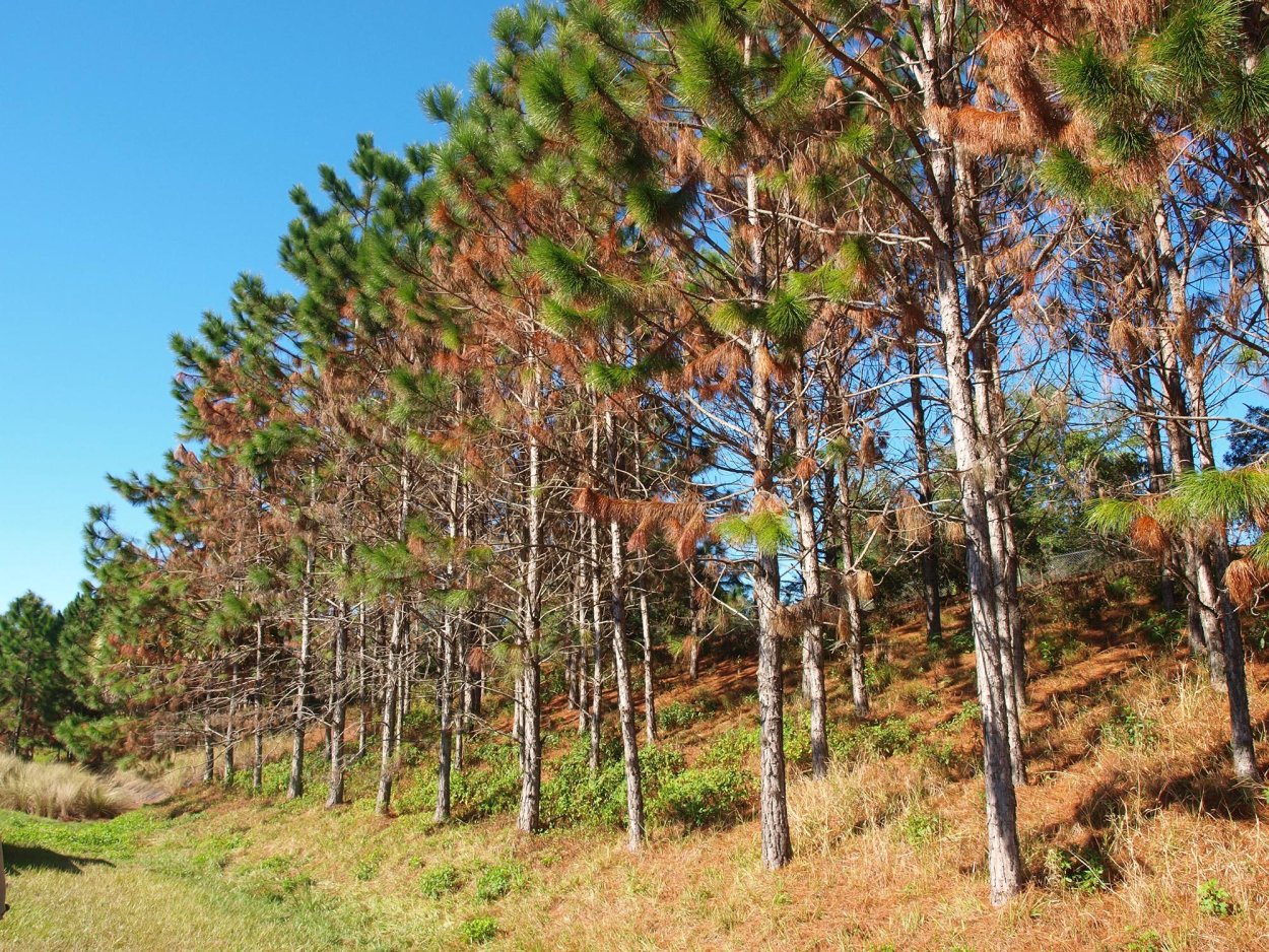Сосна обыкновенная Корабельная