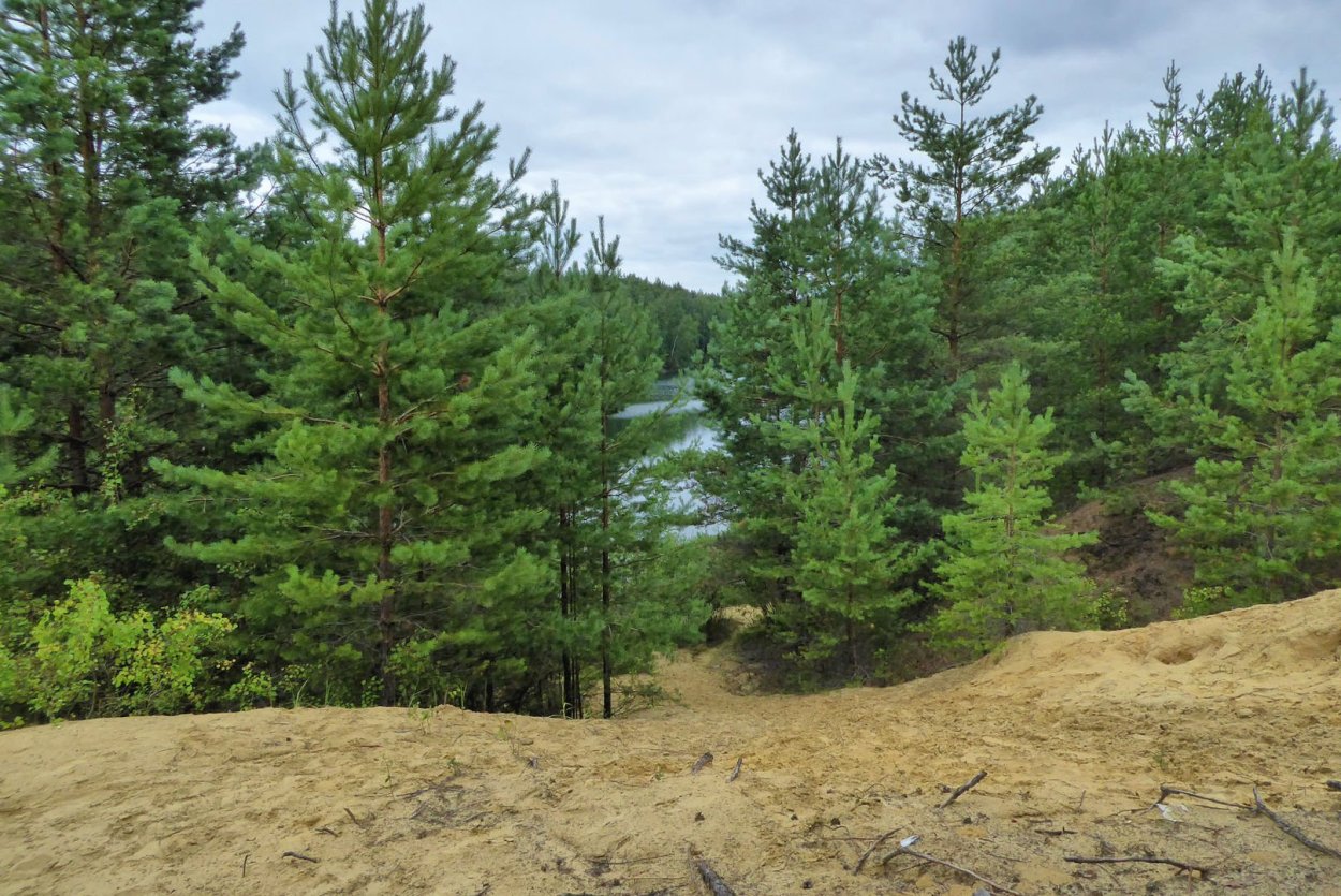 Еловый лес в Липецкой области