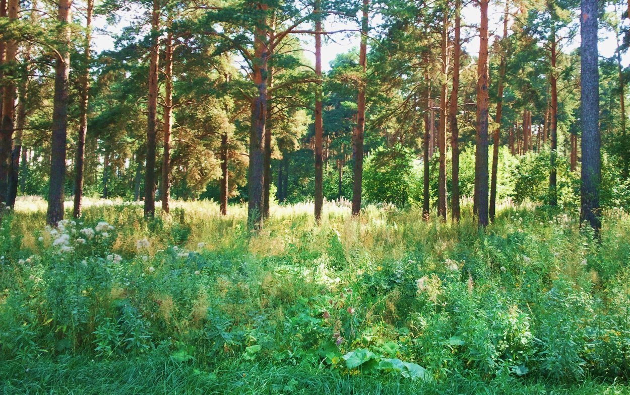 Молодой Сосновый Бор