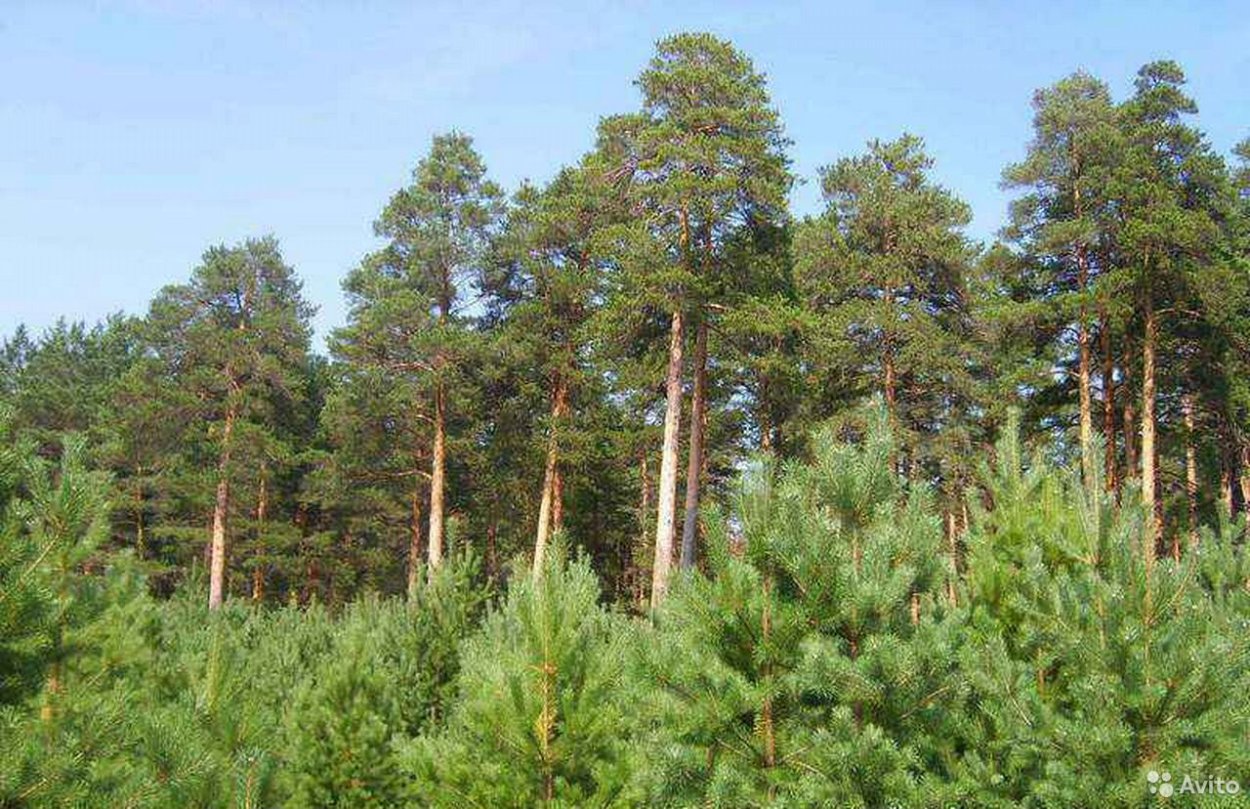 Маленькая сосна в лесу