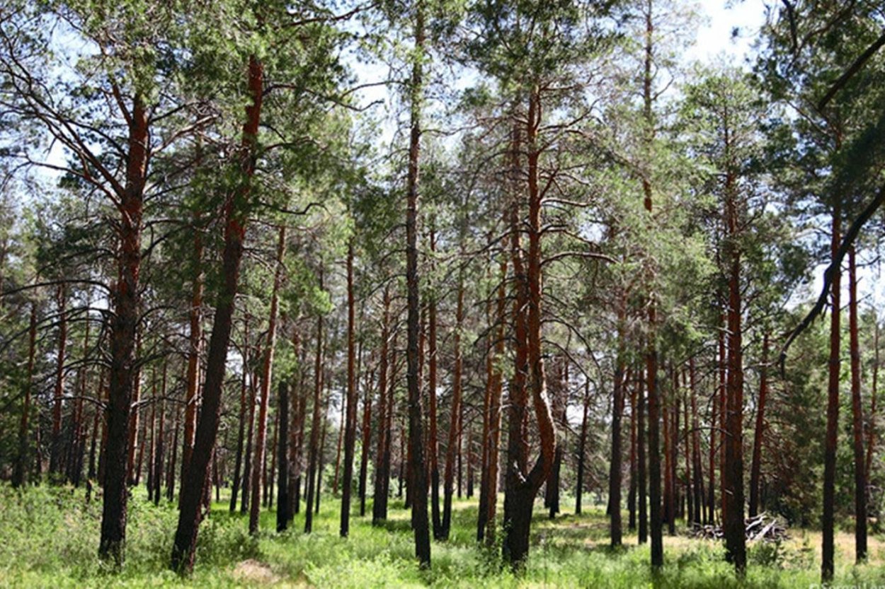 Сосновый лес Ульяновск