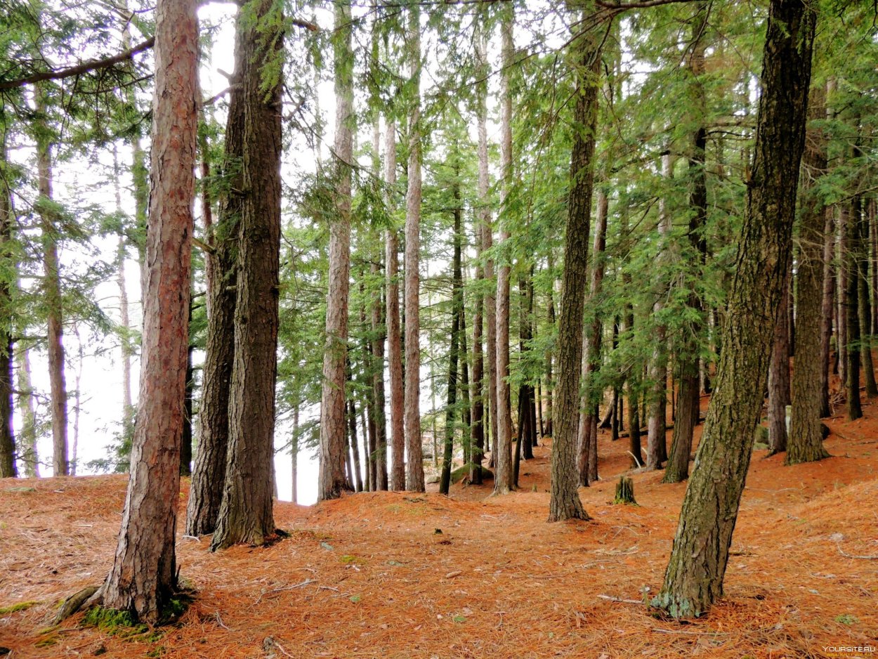 Хвойный лес Хабаровск