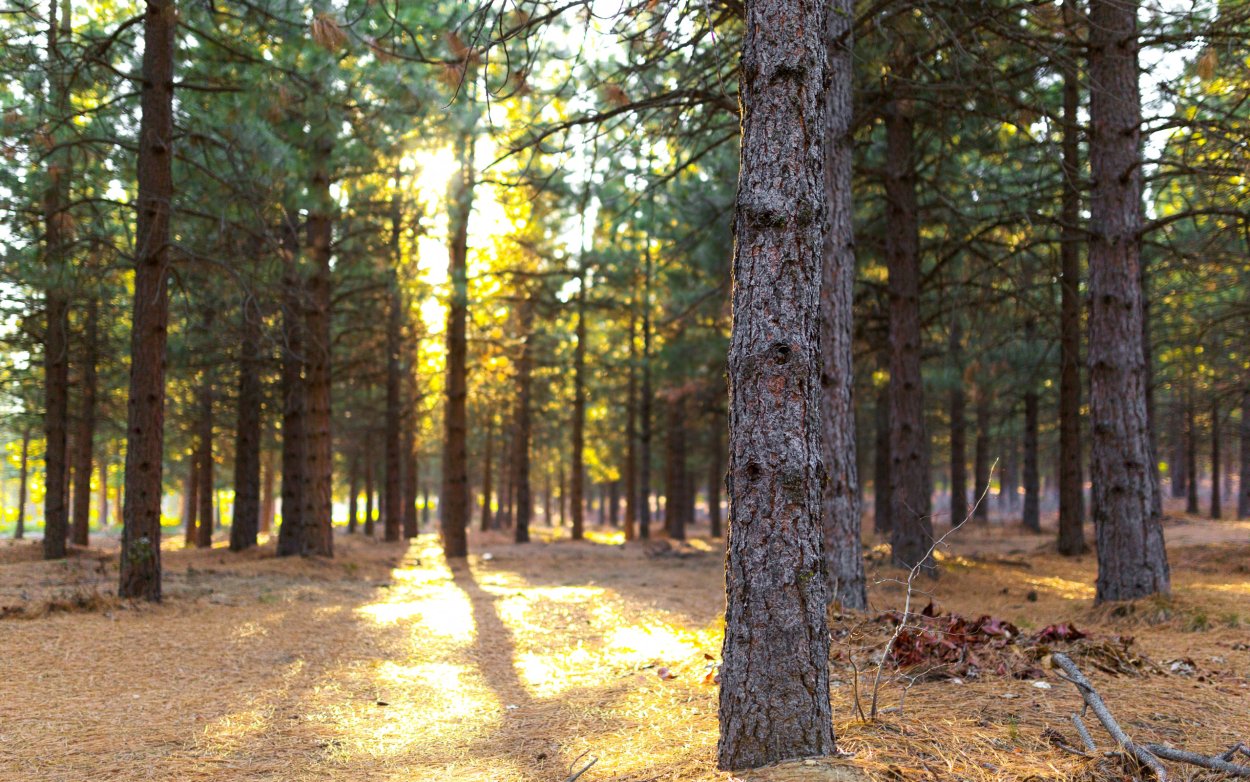 Сосновый лес Ульяновской области