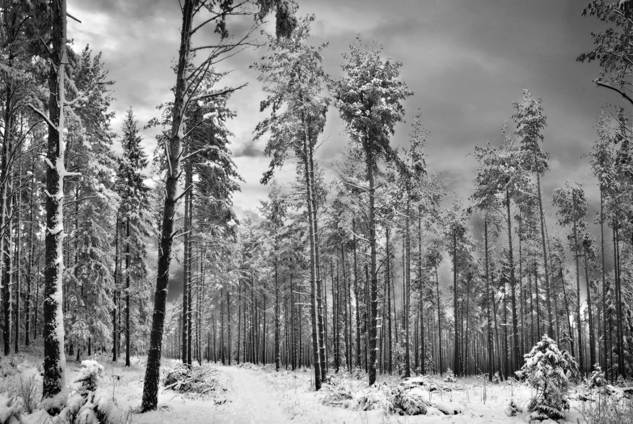 Сергиев Посад Сосновый лес