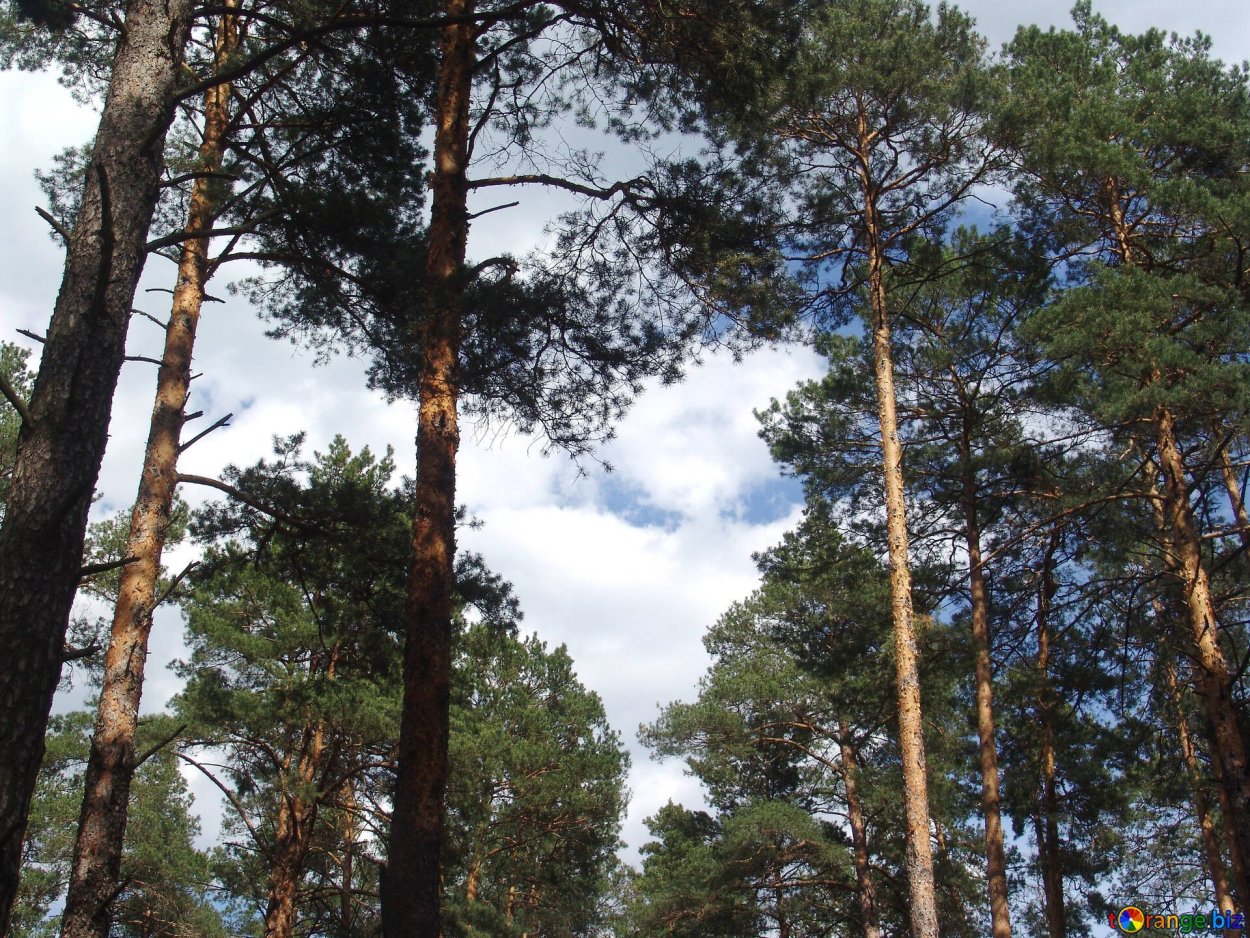 Сосновый лес Молодняк