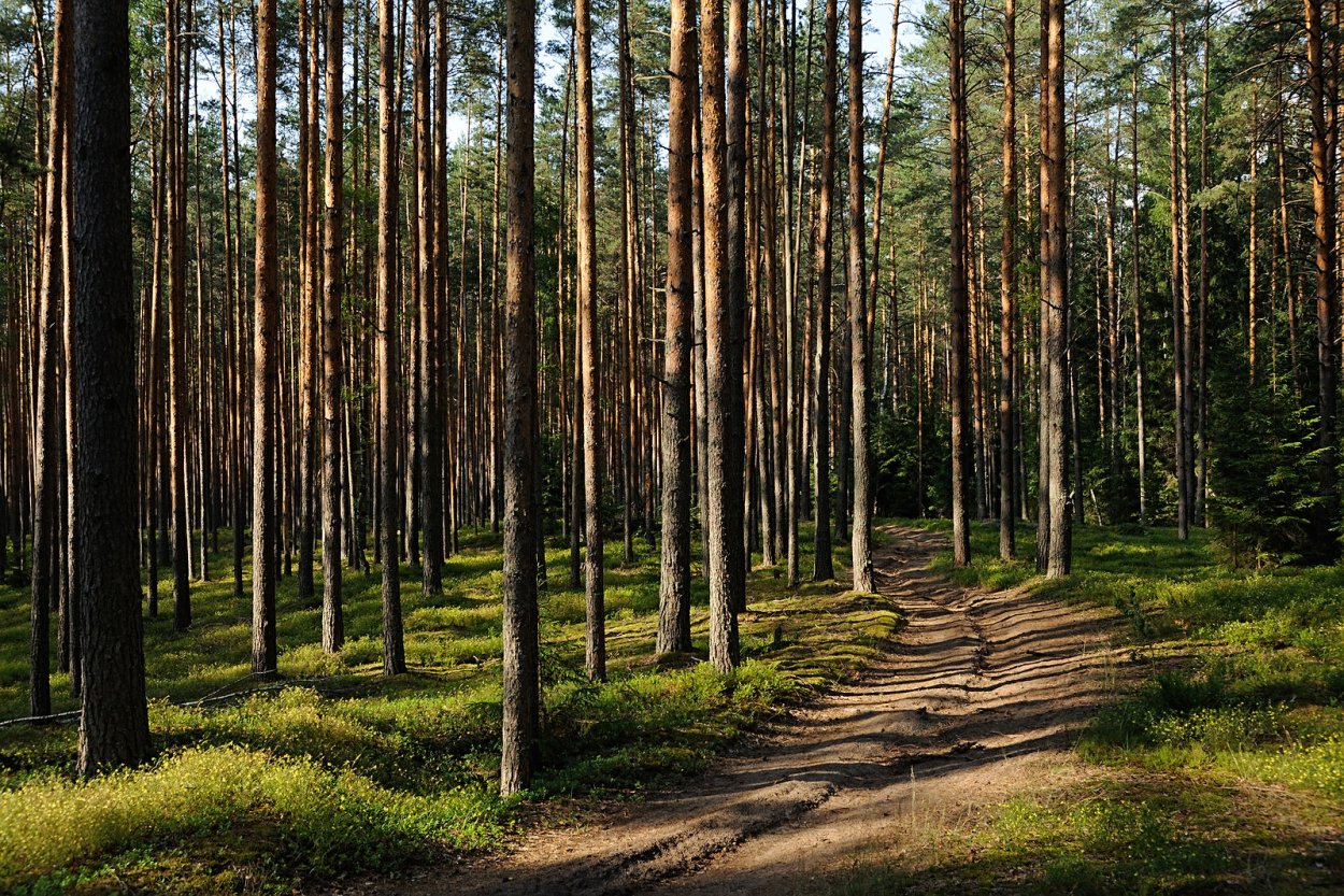 Сосновый Бор Ногинский район лес