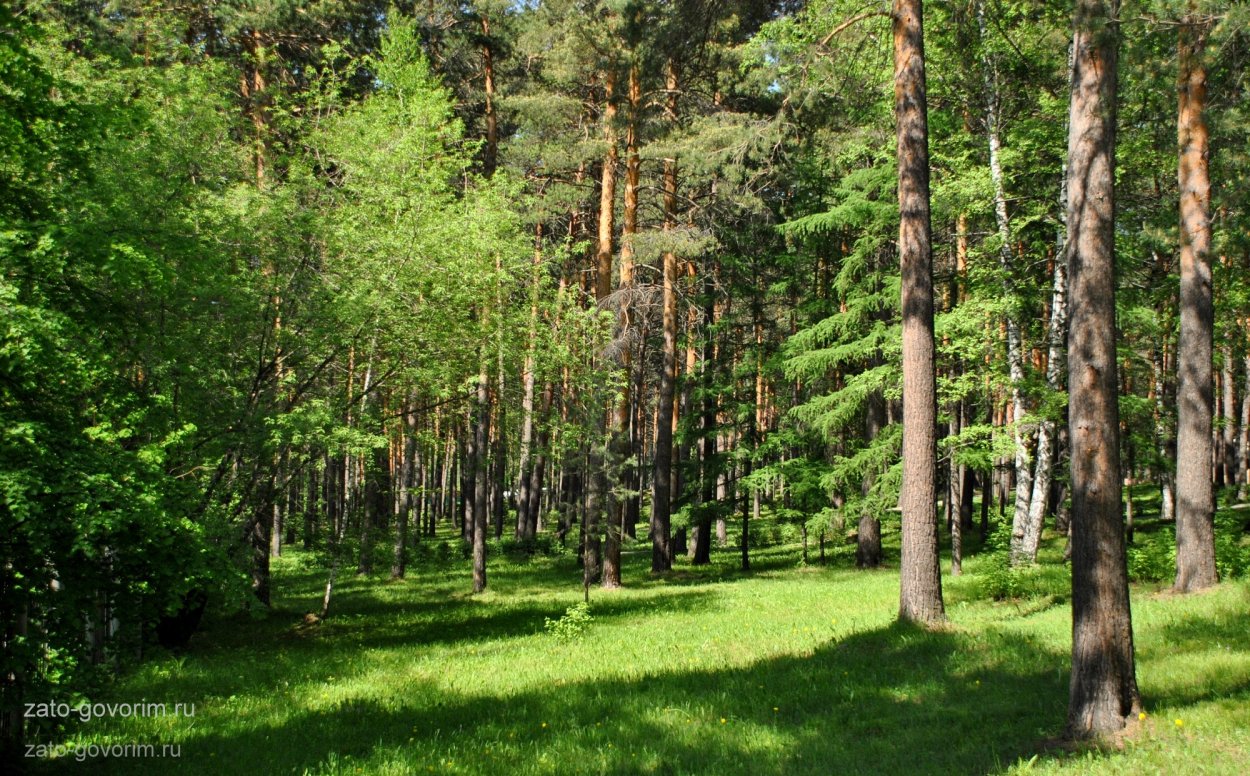 Сосновый Бор Московская область