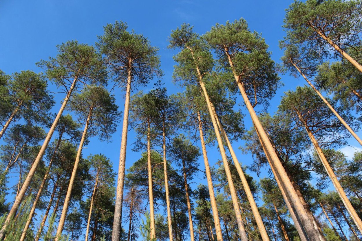 Лес Псковская область Сосновый Бор