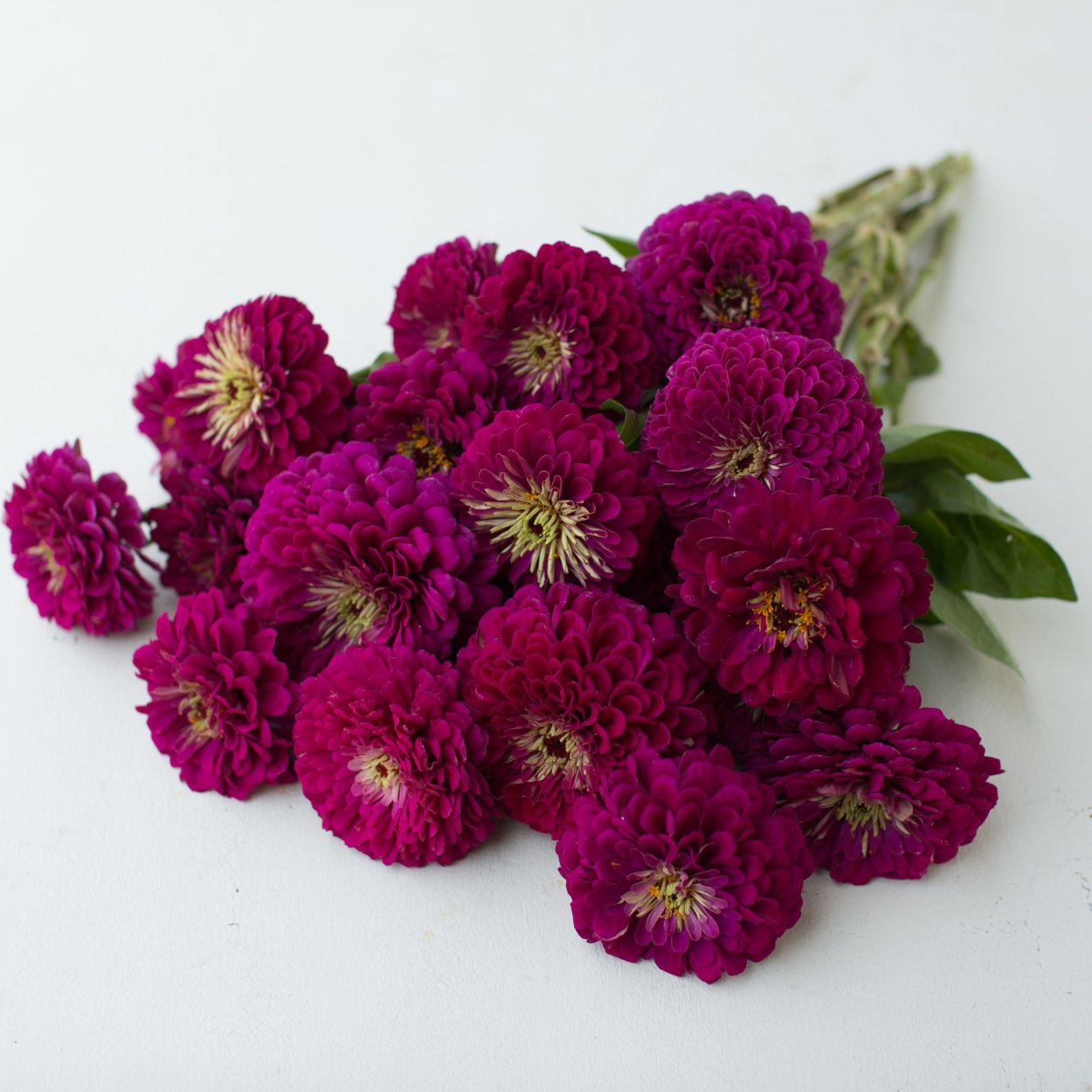 Цинния гиганты Бенари вайн