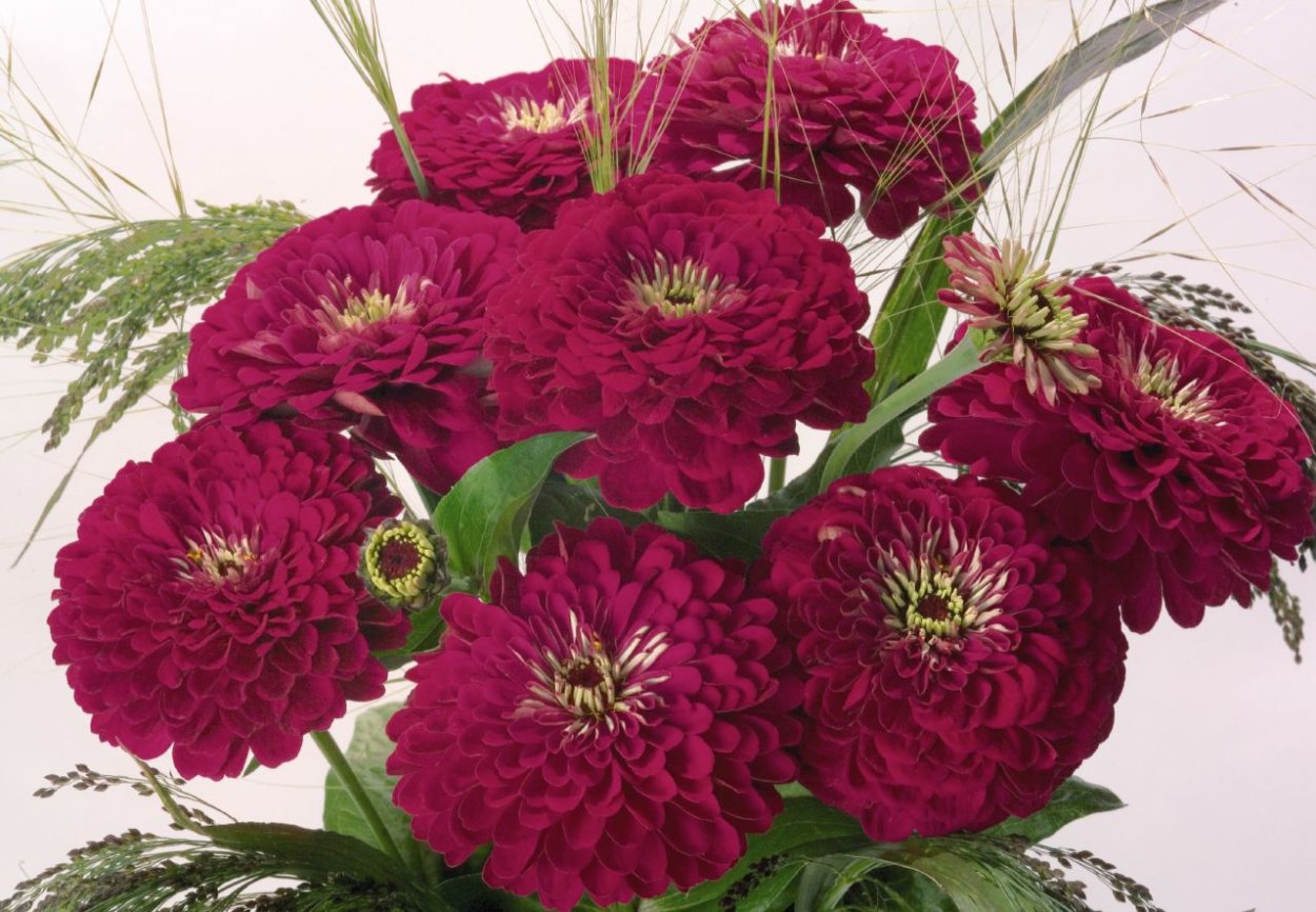 Цинния гиганты Бенари Парпл