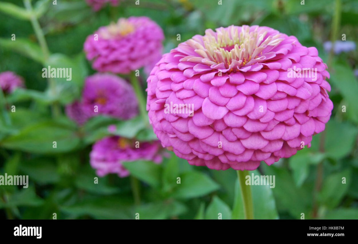 Цинния гиганты Бенари Лилак