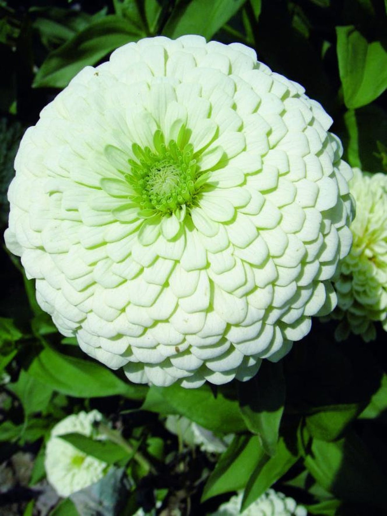 Циния Маргеланская