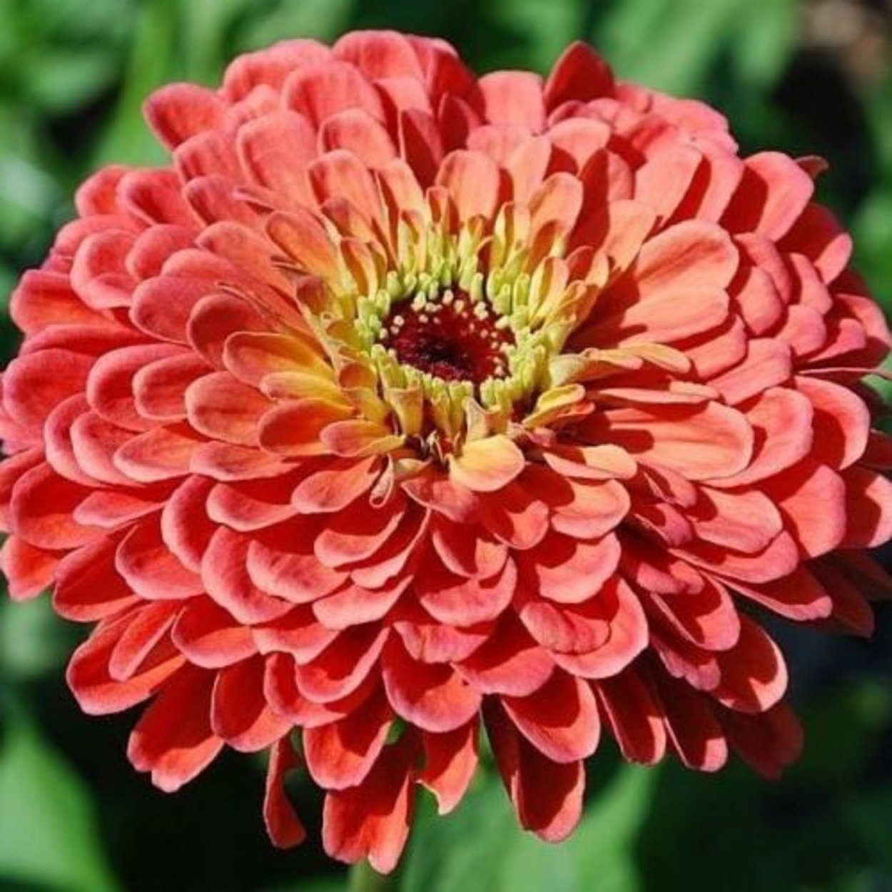 Цинния Салмон Роуз