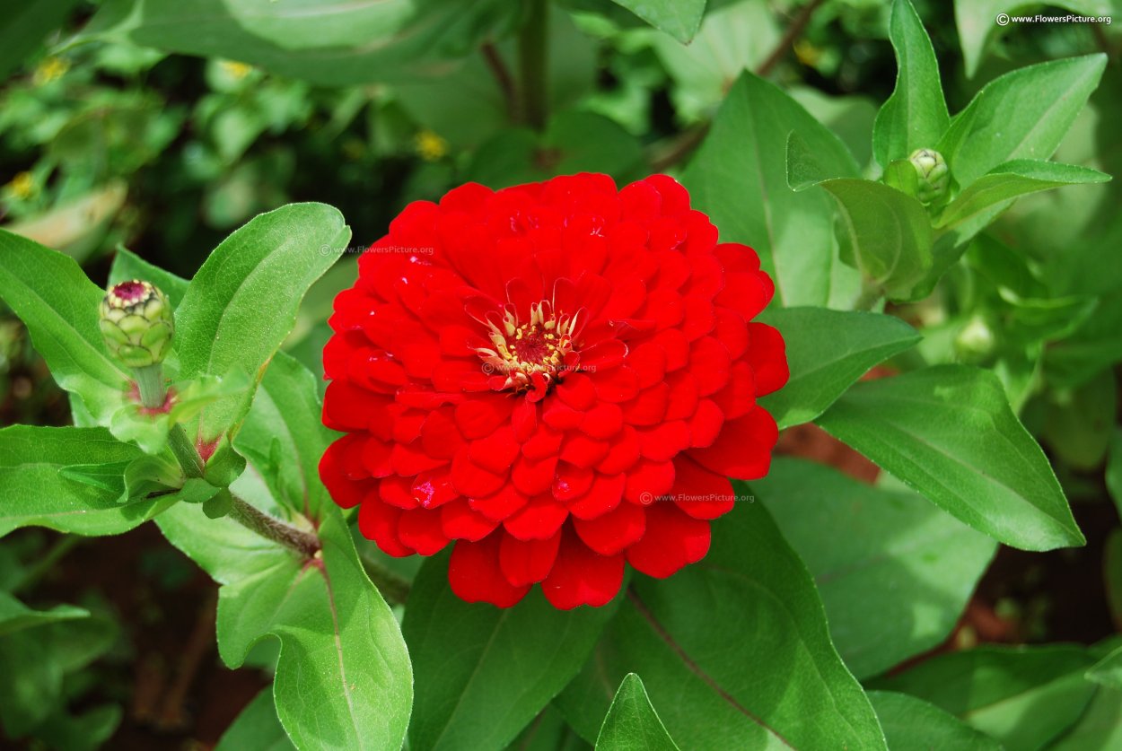 Цинния гиганты Бенари дип ред