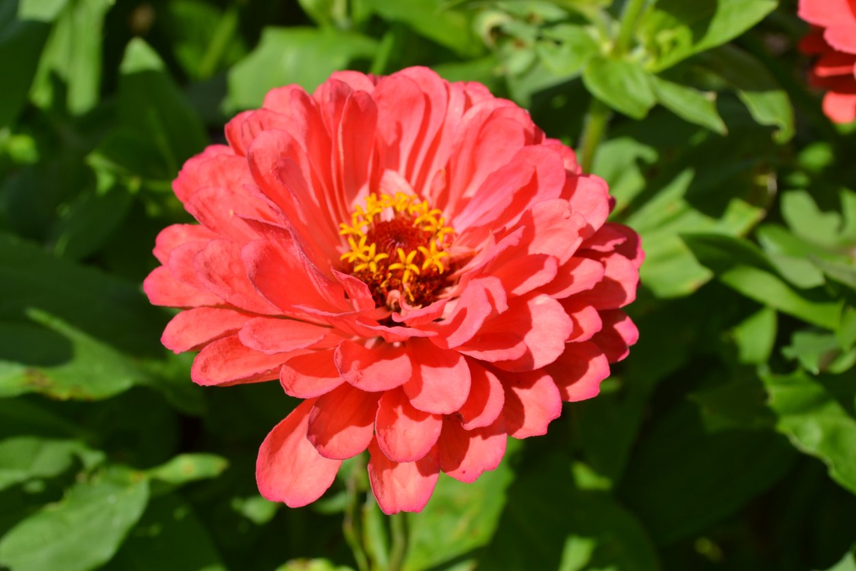 Цинния Benary's giant Coral