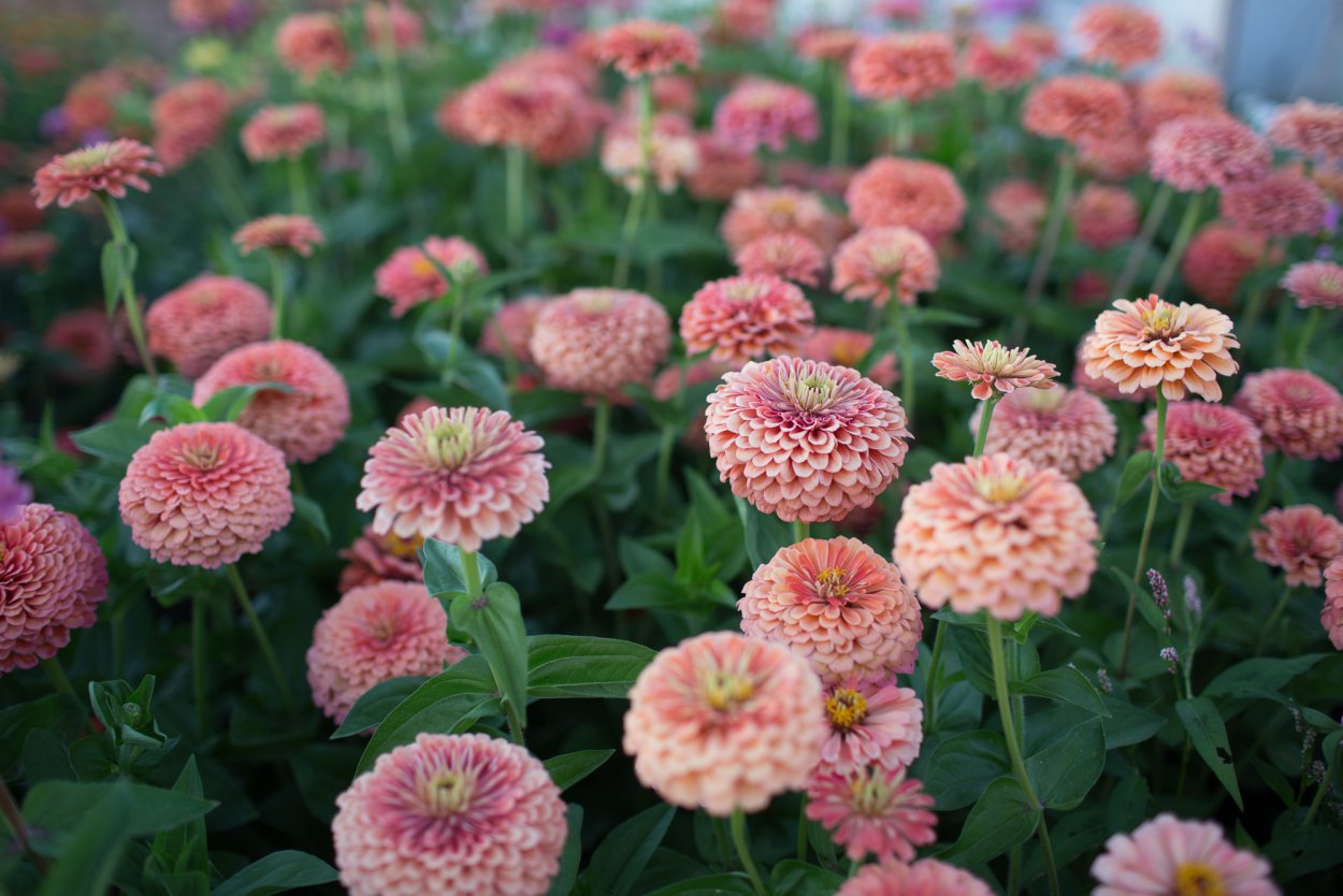 Цинии Дримленд Роуз