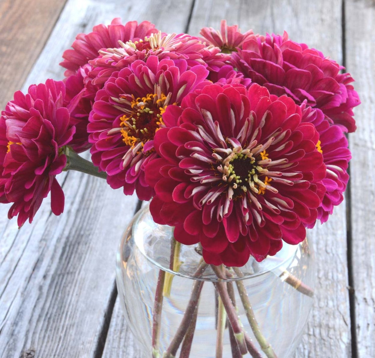 Циния Бенари Парпл