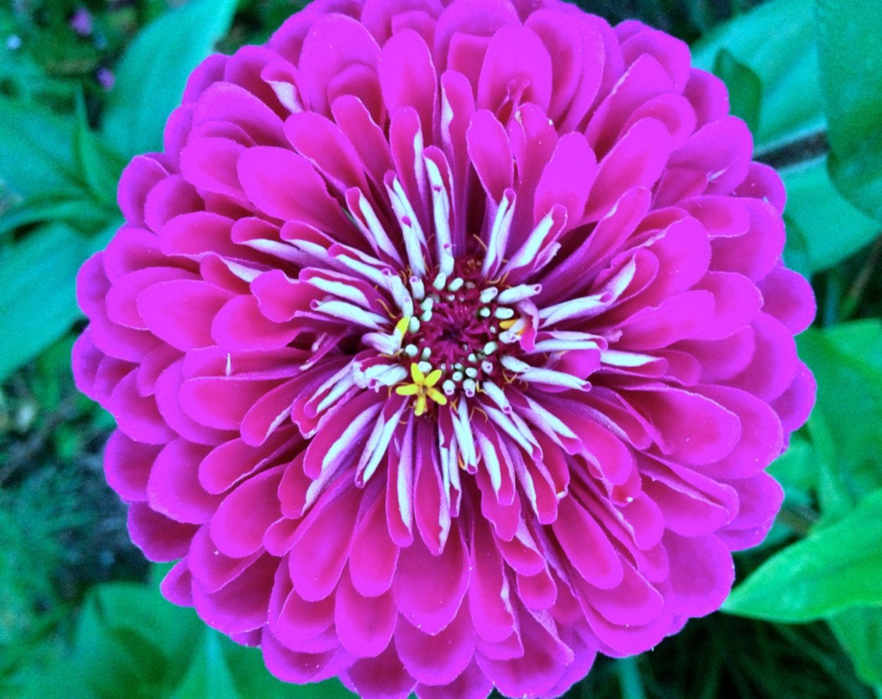 Циния великан Бенари