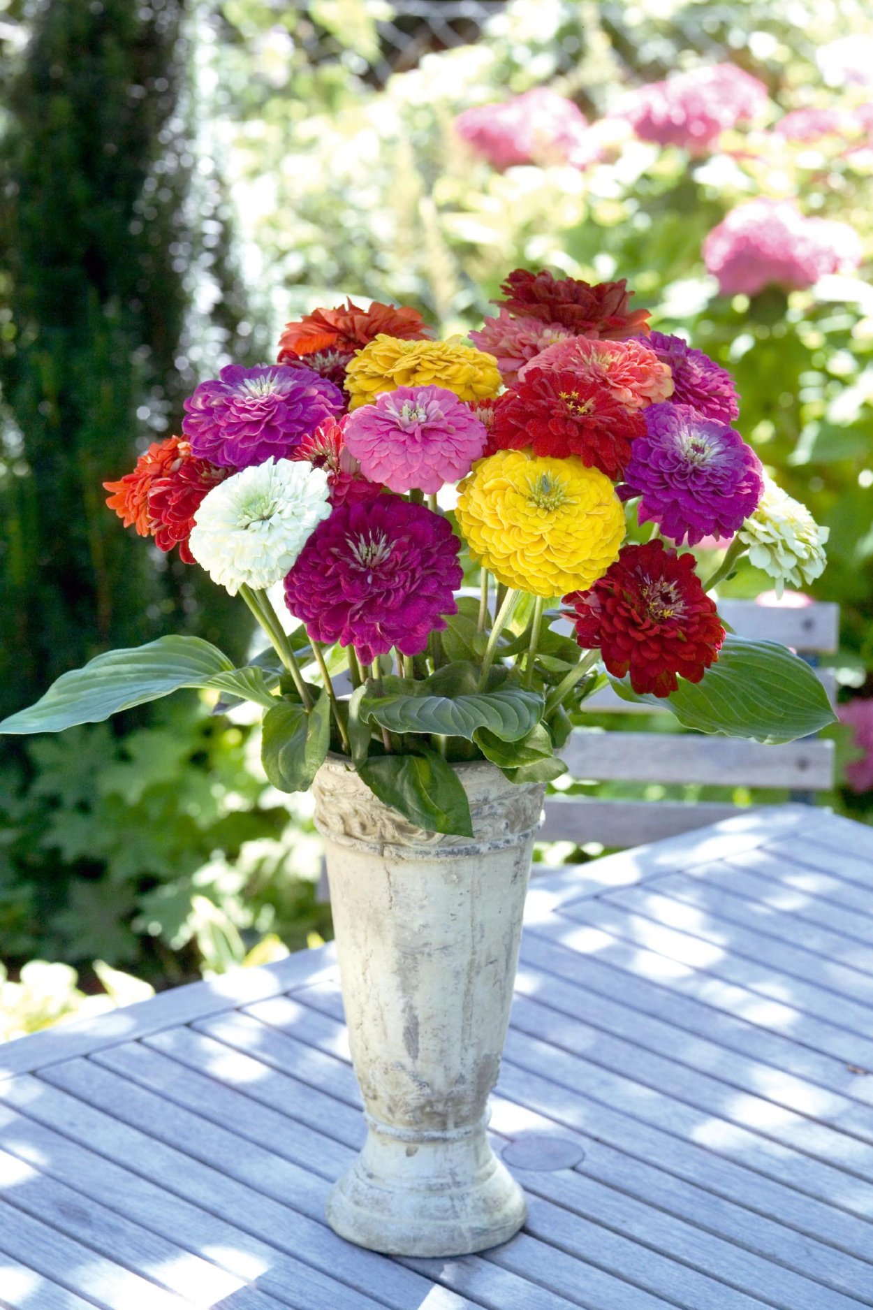 Циния Византийский пурпур