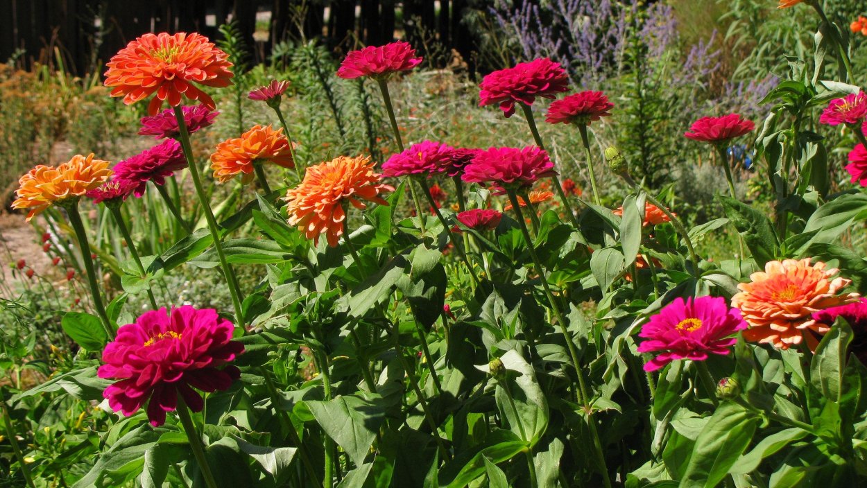 Цинния Бенарис Джайнт