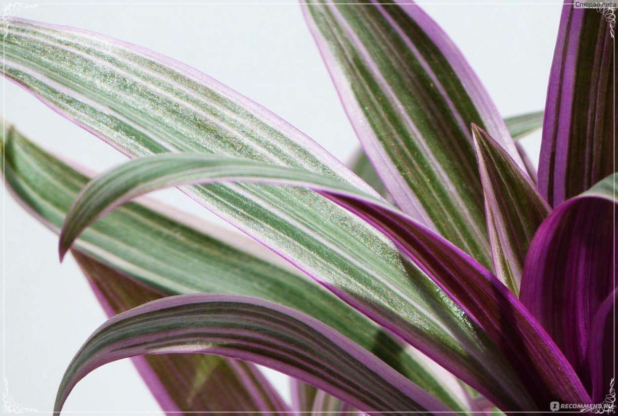 Традесканция интересные факты