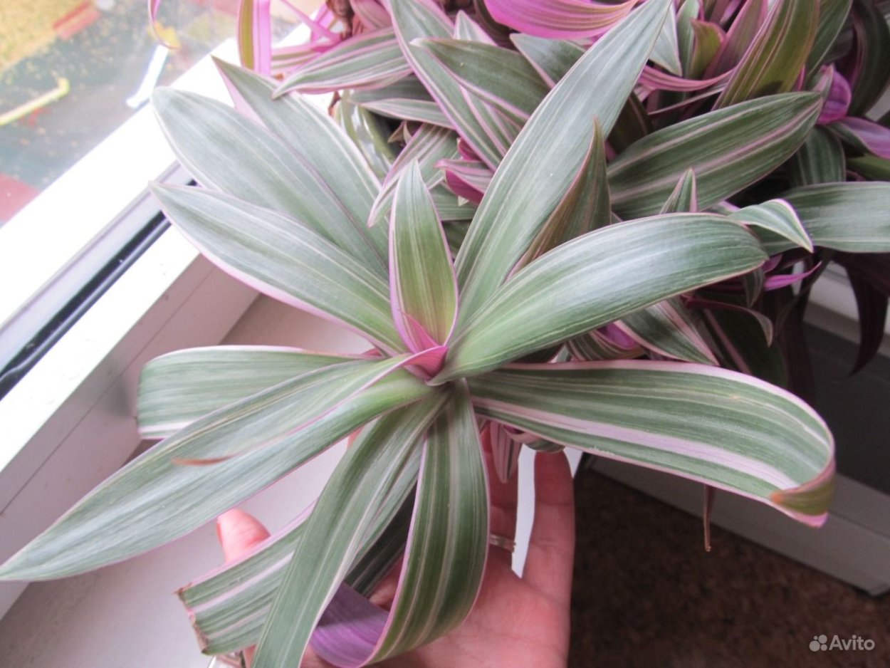 Традесканция с белыми прожилками