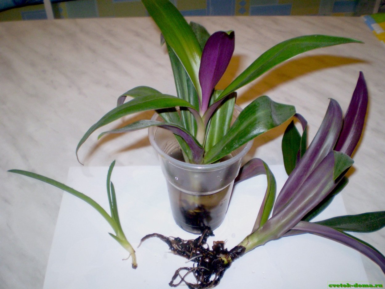 Традесканция spathacea