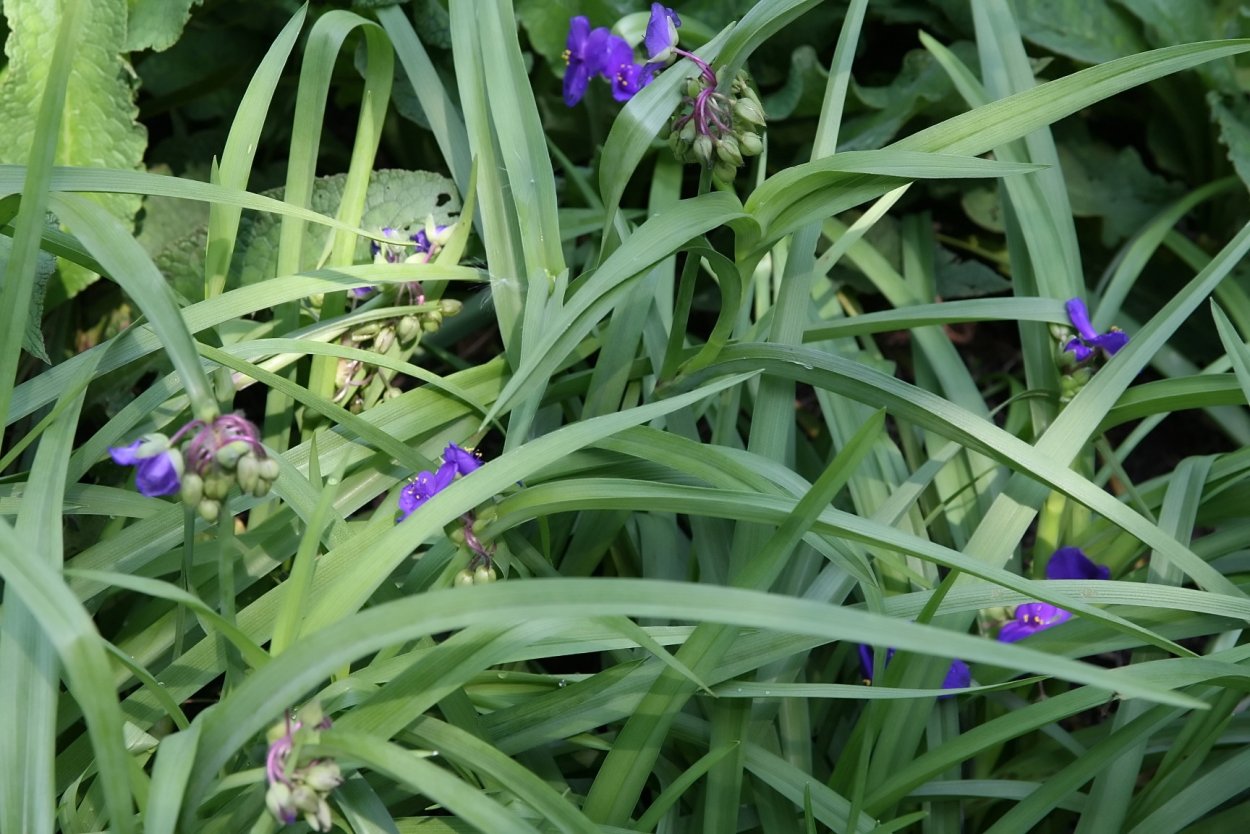 Традесканция Рео vittata