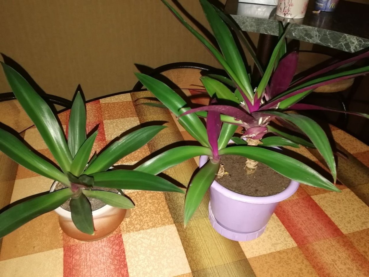 Традесканция покрывальчатая