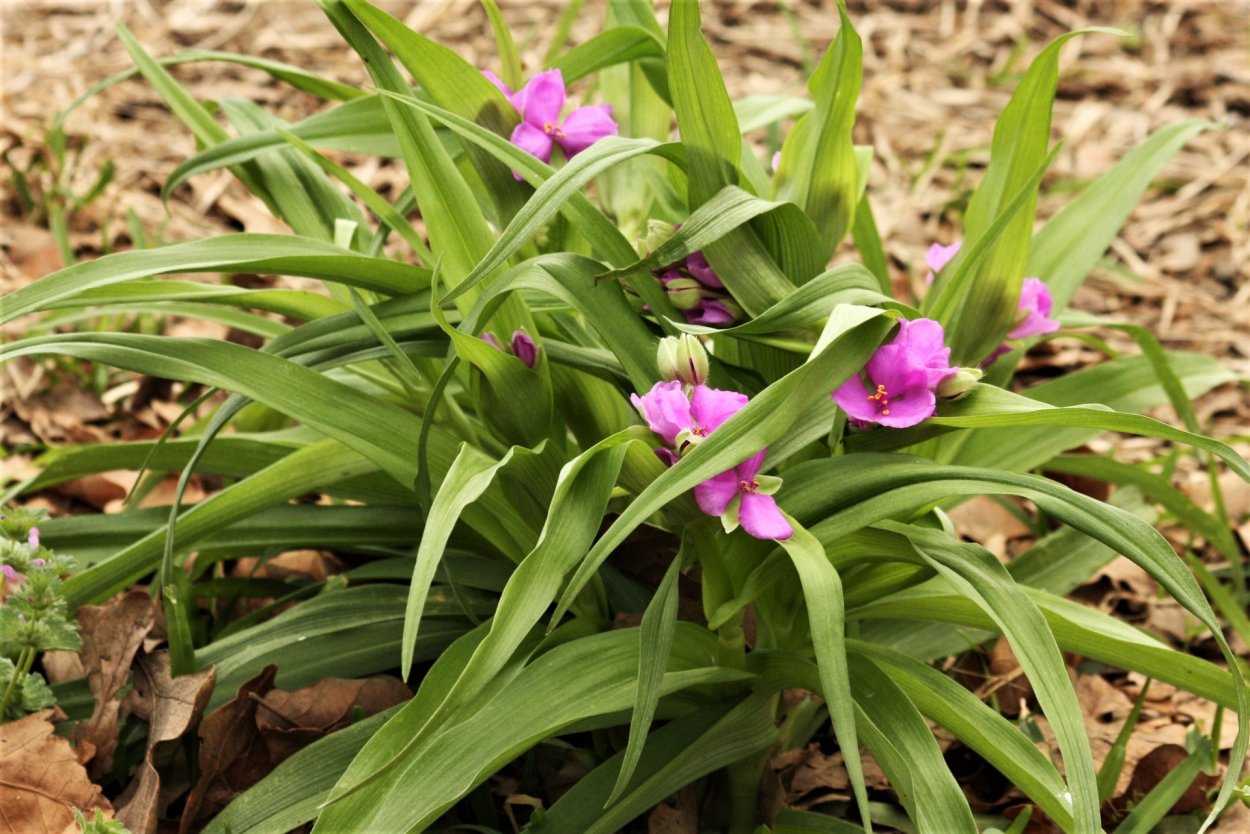 Традесканция Рео розовая