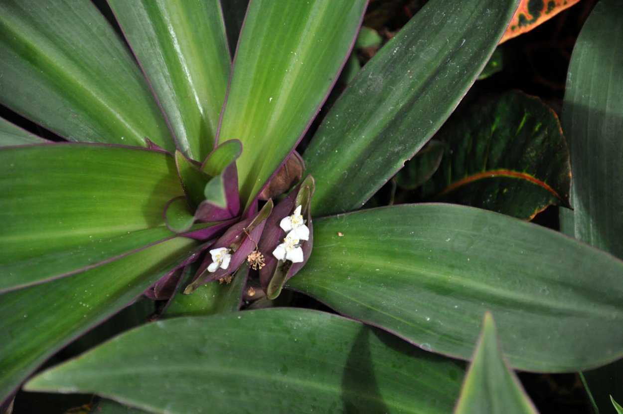 Tradescantia spathacea