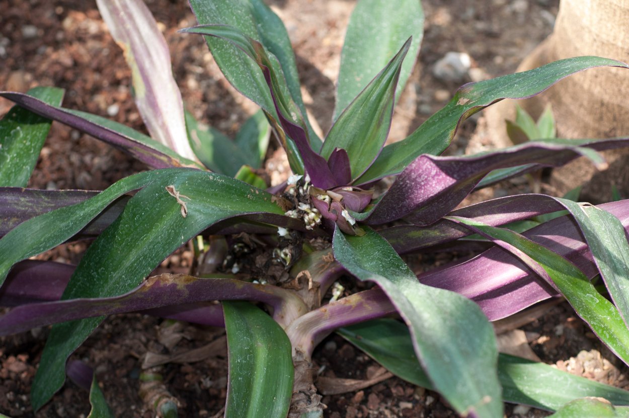 Традесканция спатацея