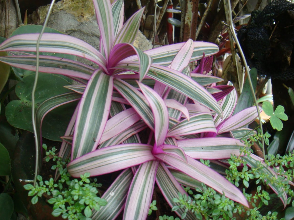 Традесканция Рео