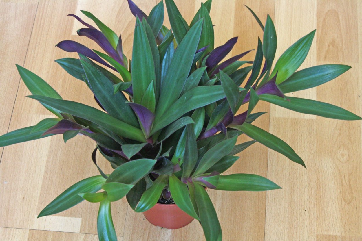 Рео Ладья Моисея цветок