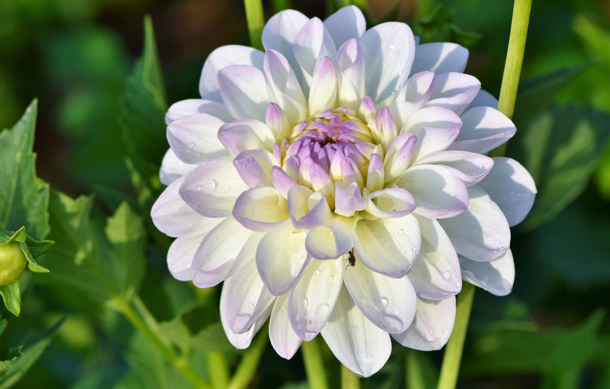 Георгины Dahlia