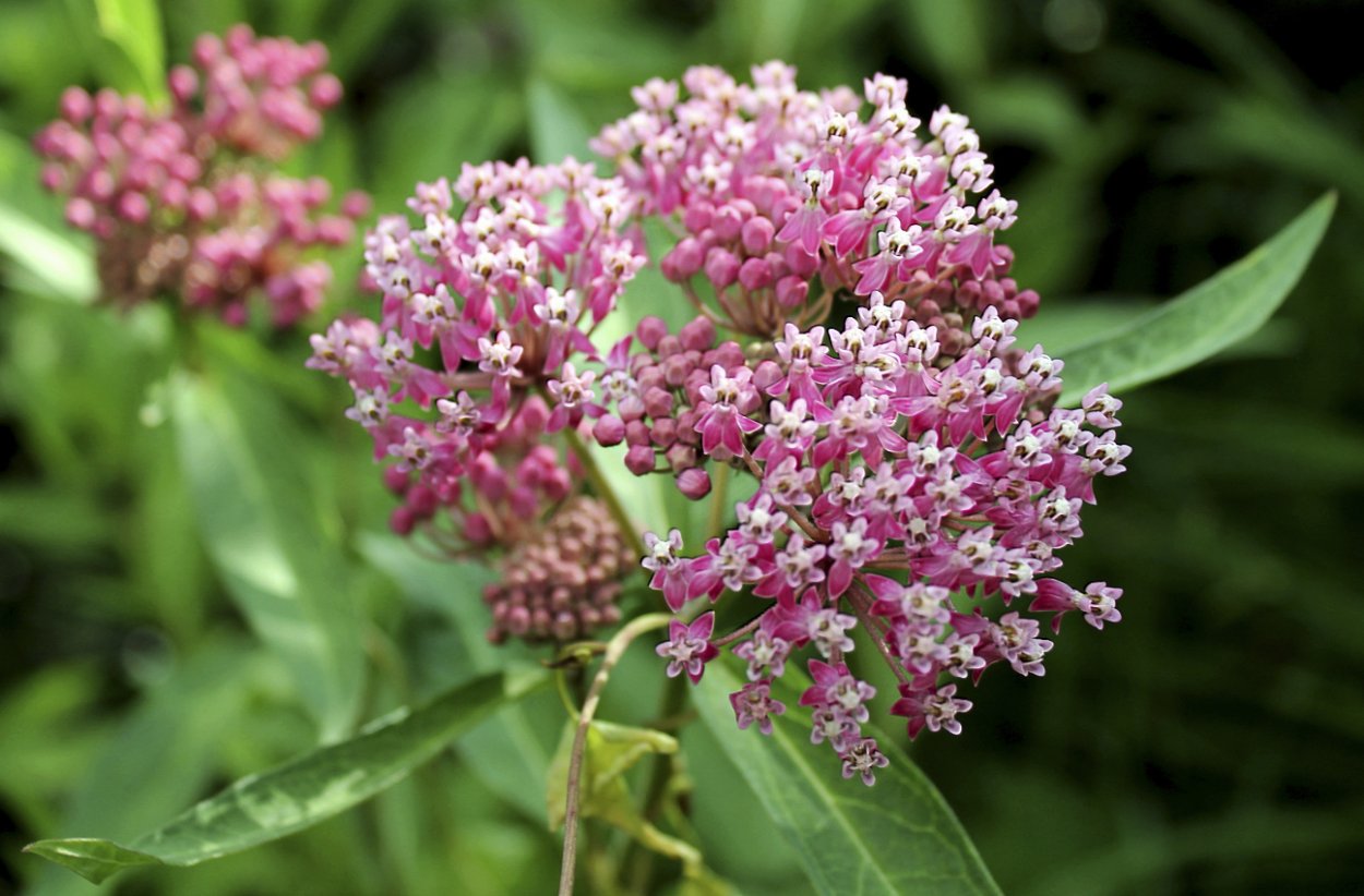 Ваточник инкарнатный Синдерелла