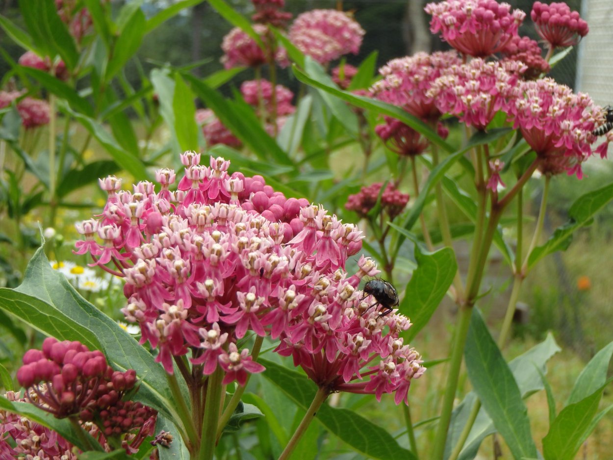 Очиток телефиум Матрона