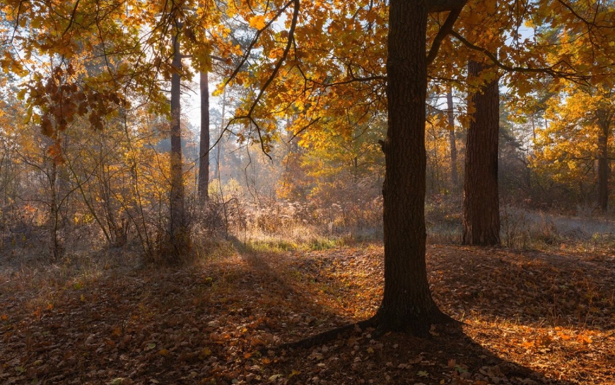 Осенний дубовый лес