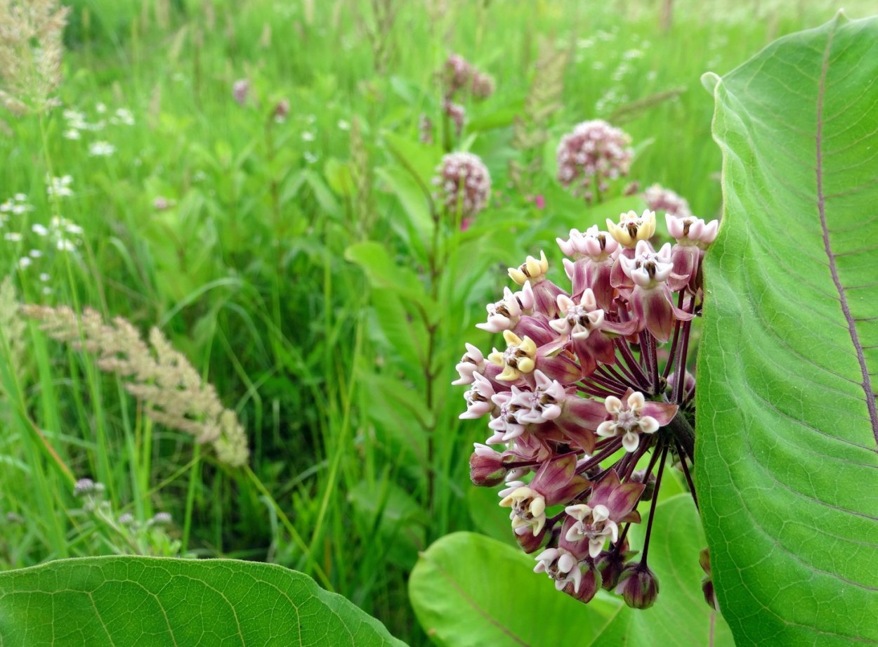 Ваточник инкарнатный Синдерелла