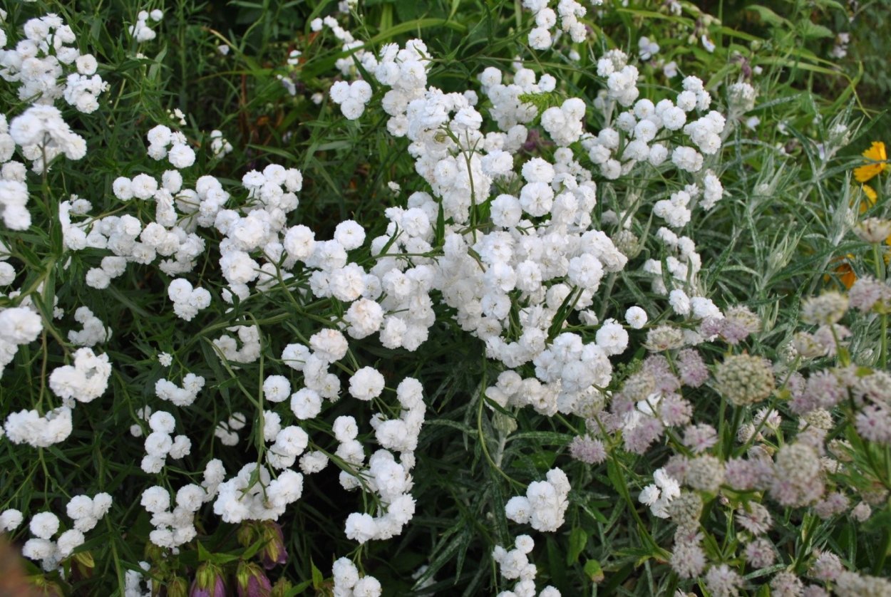 Тысячелистник птармика Перл