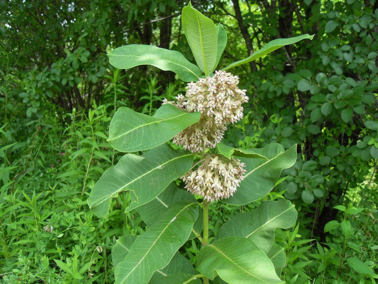 Ваточник цветок многолетний