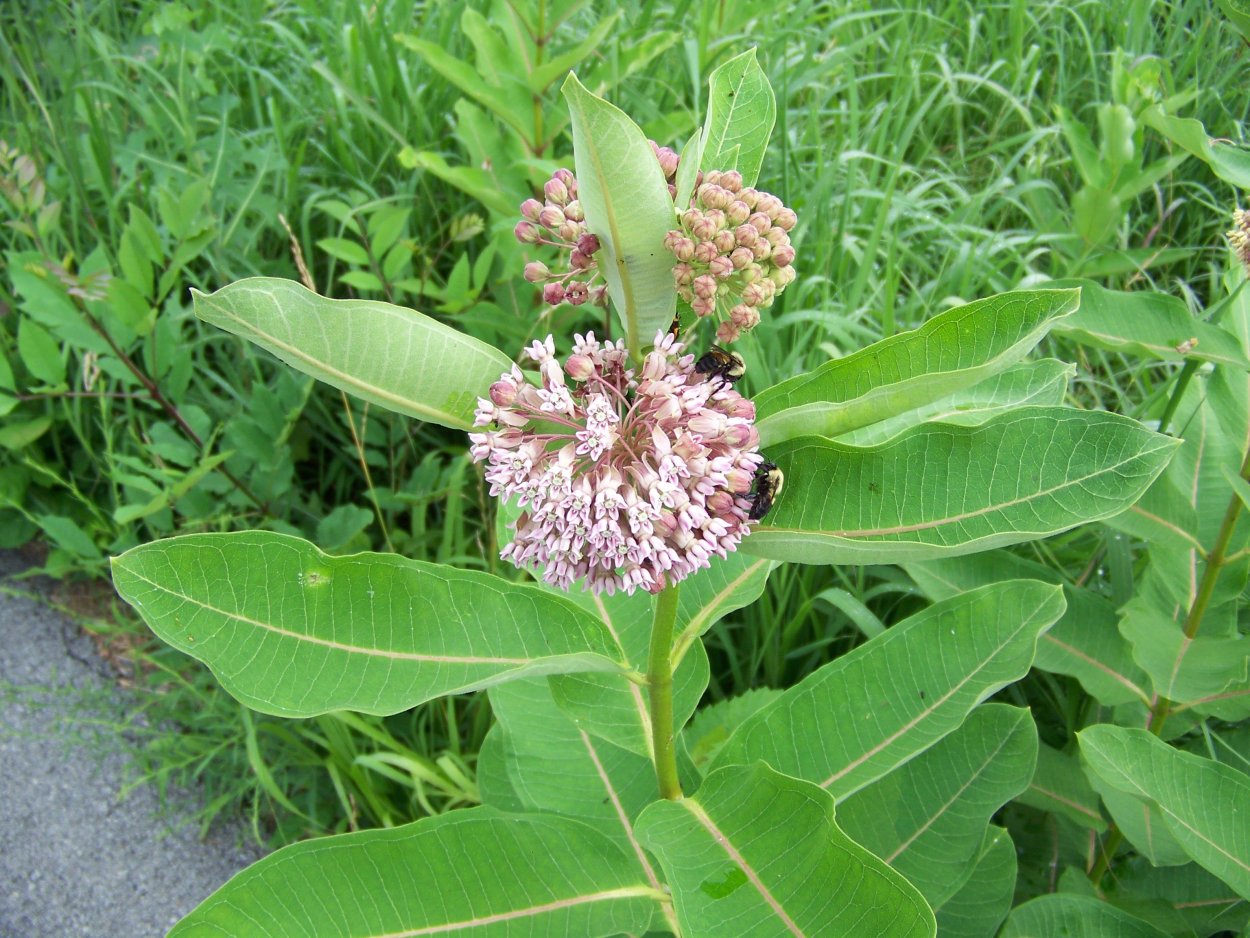 Ваточник - сирийский фикус,