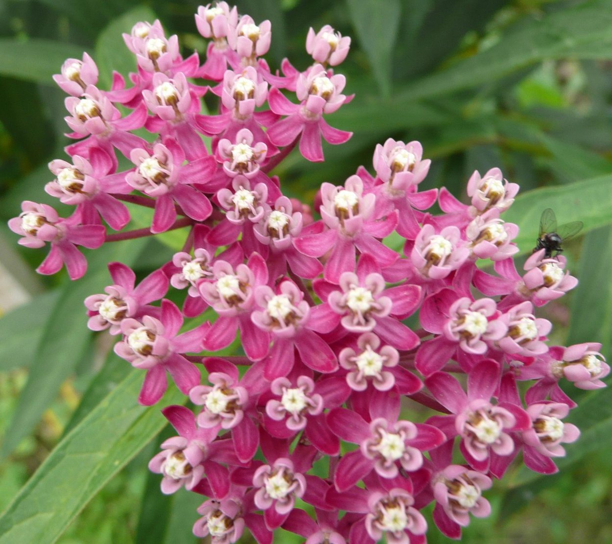 Седум Видный Матрона