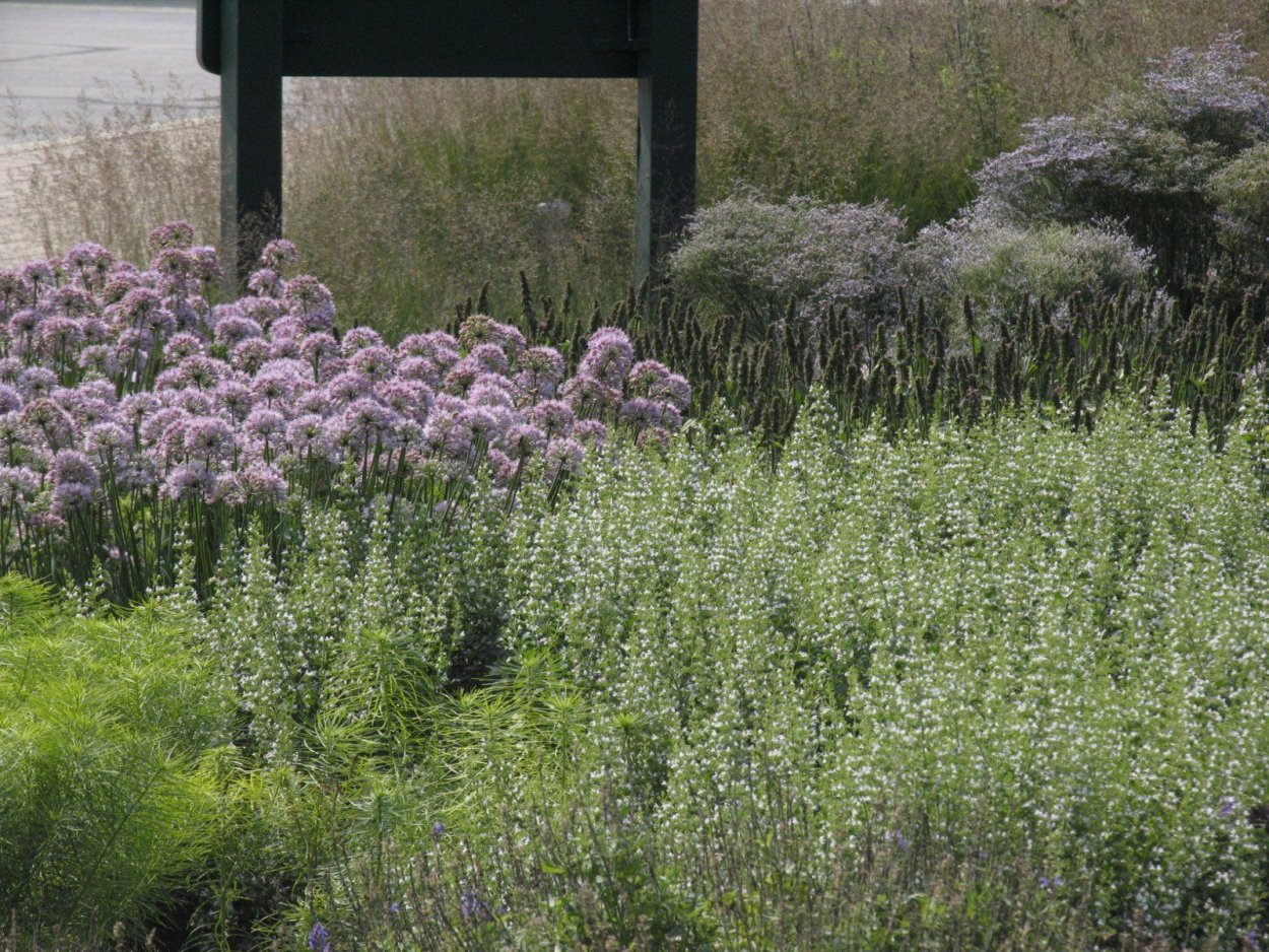 Дикий лук аллиум