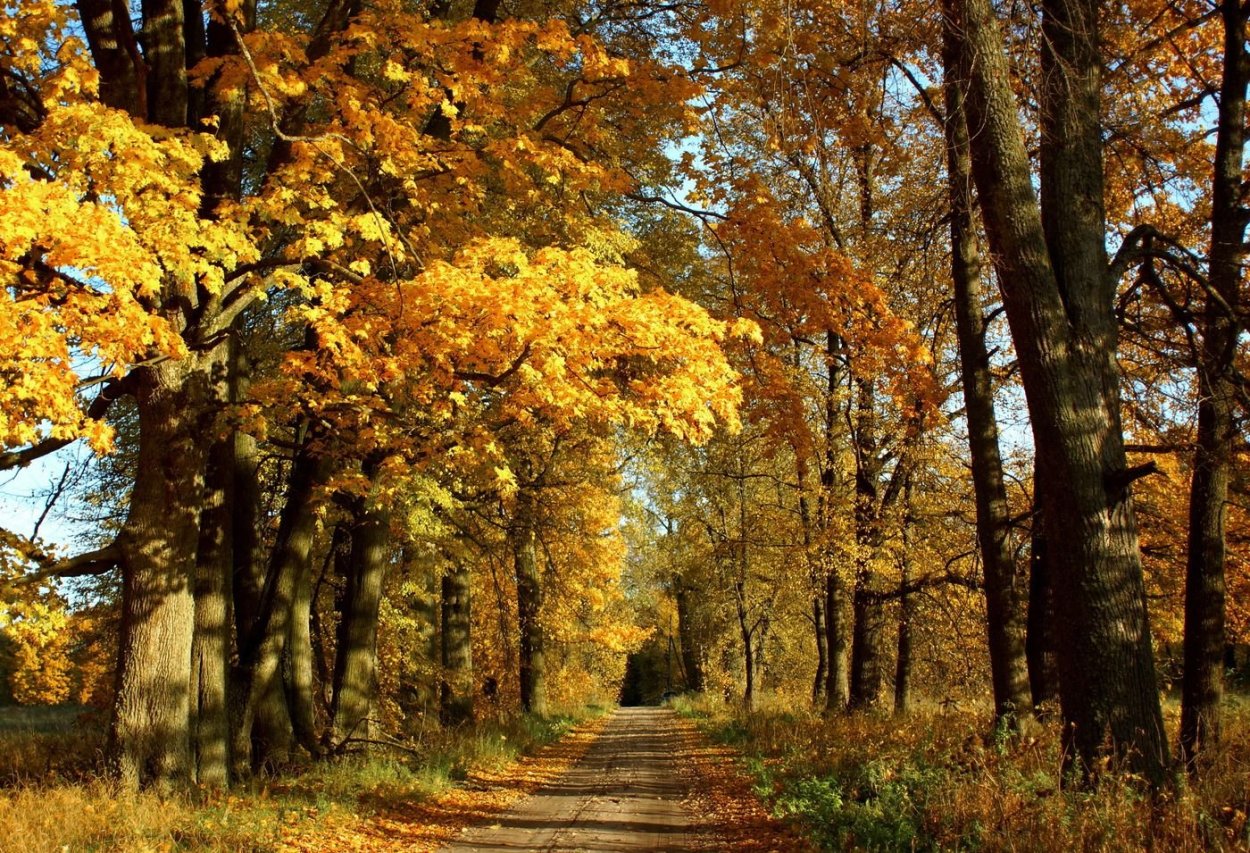 Липовая аллея осень